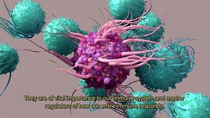 Mantle Cell Lymphoma PART 3 - B and Dendritic cells