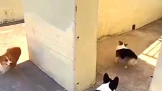 #Dog viral funny video