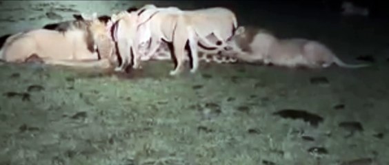 Lions Killed A Giraffe What A Sighting Turn The Sound Up