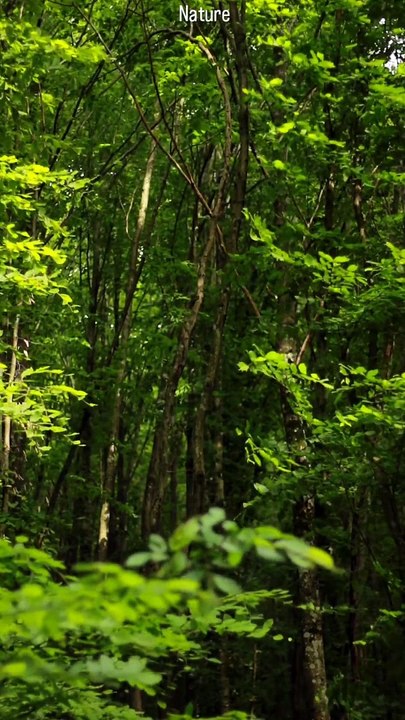 Nature