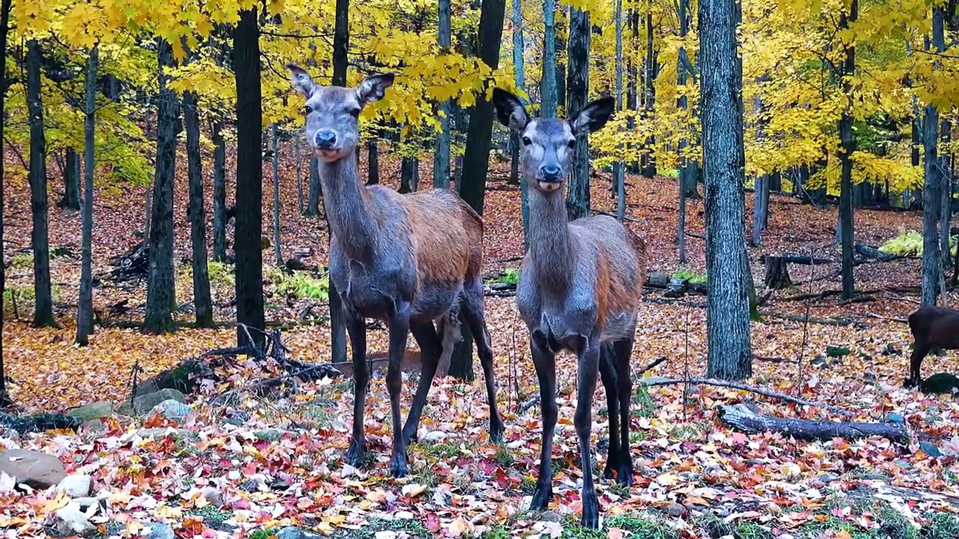 ⁣8K VIDEO ULTRAHD   8K VIDEOS Collection of Wildlife Animals for 8k hdr tv   8K 120FPS#8kvideo