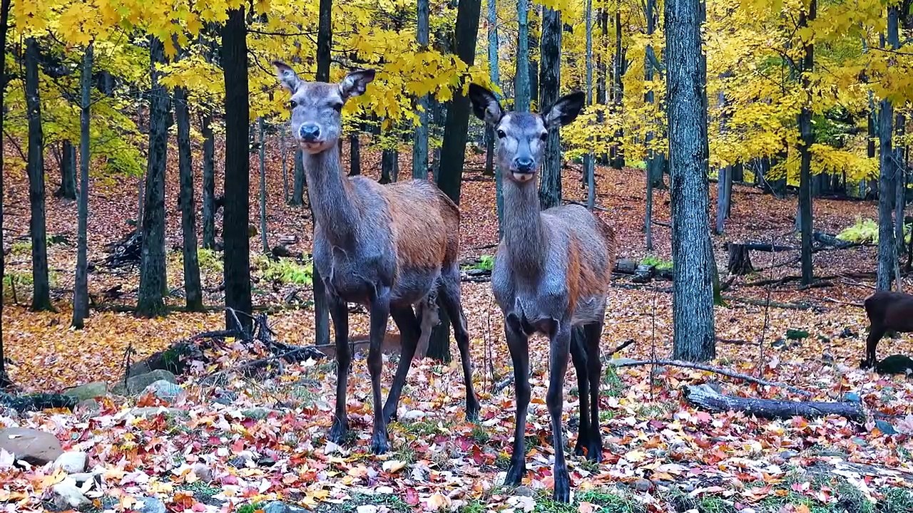 8K VIDEO ULTRAHD   8K VIDEOS Collection of Wildlife Animals for 8k hdr tv   8K 120FPS#8kvideo