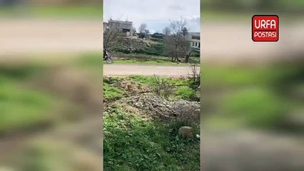 Şanlıurfa'da elektrik teli koptu büyükbaş hayvan telef oldu