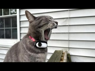 Insta360 Go-2 Tested Strapped To A Cat