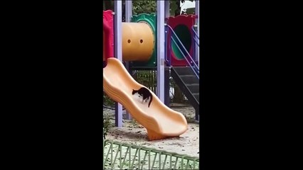 Funny animal videos 2023 - Funny cats_dogs  - Funny animals   Part71_Haypyy Pett