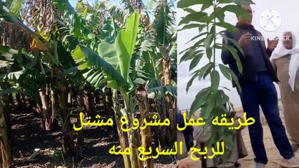 كيف تبدأ مشتل أشجار المانجو وتحقق الربح: دليل شامل من البذرة الى التطعيم