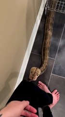 It knows it enchants