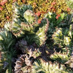 Moises Shemaria Capuano| Vistazo Social (parte 1)