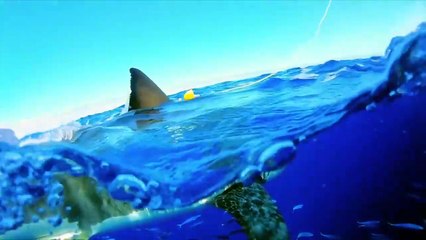 Why Sharks get Creepier the Deeper you Go-2024