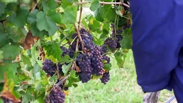 Wine growers report solid yields after years of heavy rain