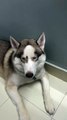 Acting Husky Wins an Award #husky #pets #petlover #doglover #cute