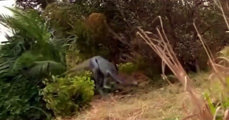 Prehistoric Park Prehistoric Park E004 Saving the Sabretooth (2)