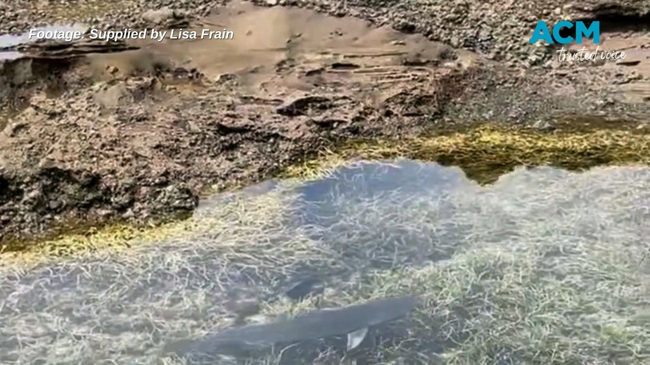 Trapped shark rescued from rock pool at Catherine Hill Bay - Newcastle Herald - 19/2/24