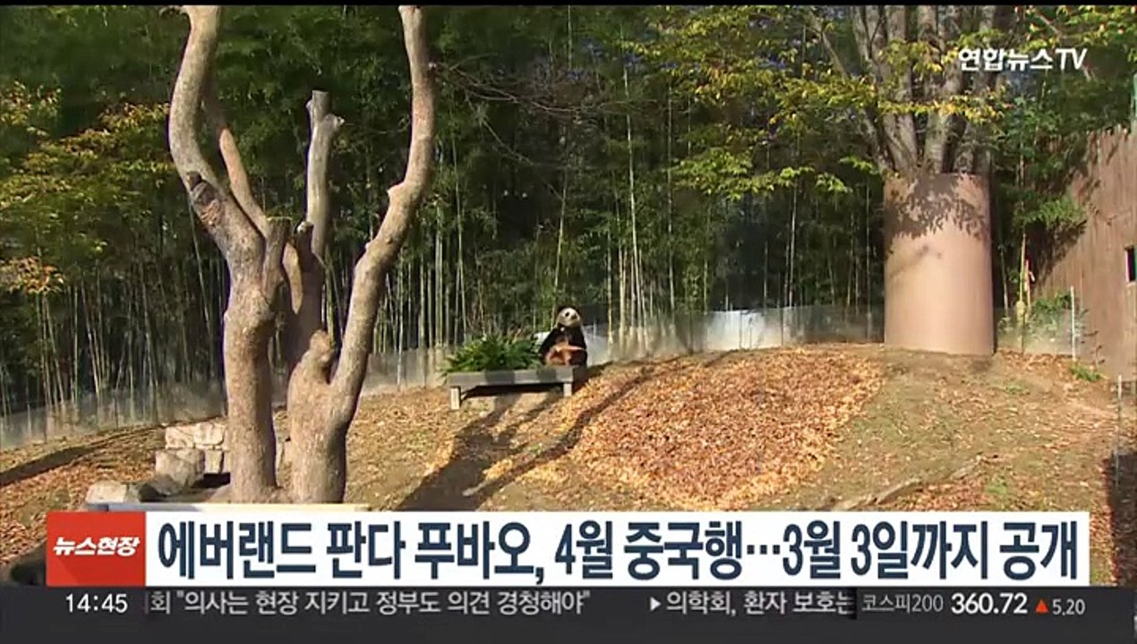 에버랜드 판다 푸바오, 4월 중국으로…3월 3일까지만 공개