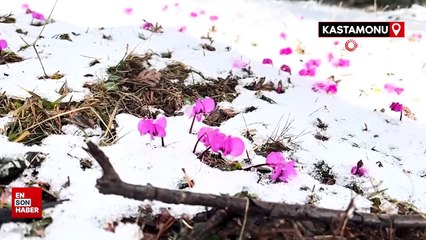 Ilgaz Dağı’nın eteklerindeki yaylalarda kartpostallık görüntüler