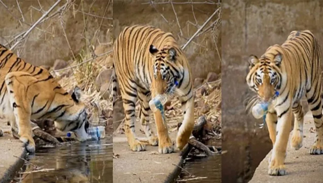 Tiger: आंखें खोल देने वाली Video, इंसानों ने जंगल में फेंकी प्लास्टिक की बोतल, जिसे Tiger ने उठाई