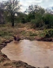 Keep Watching As This Hyena Cools Down On A Hot Summers Day