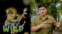 Explore the territory of tarsiers with Doc Ferds Recio | Born to be Wild