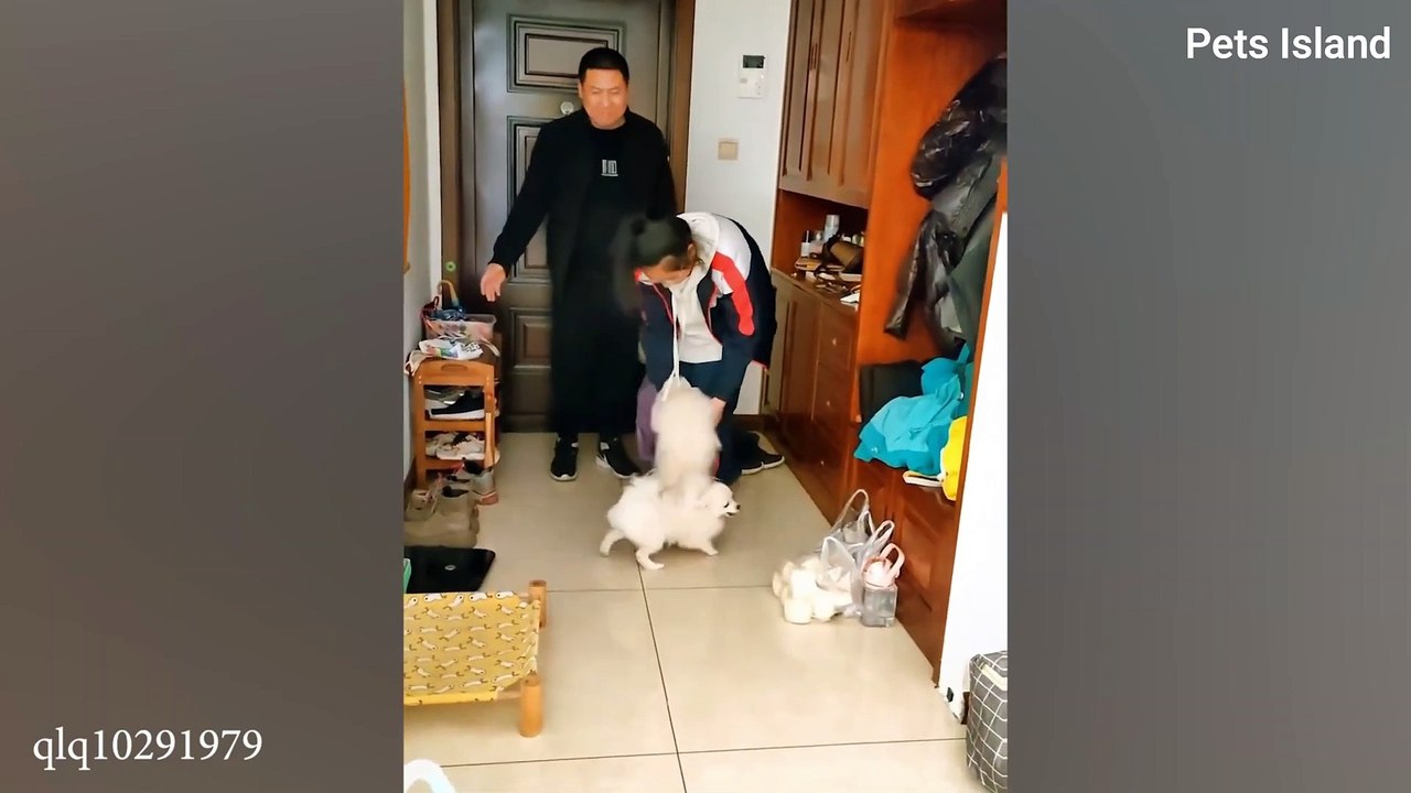 GERMAN SHEPHERD CRIES Out In Happiness After Months Apart From Owner