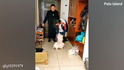 GERMAN SHEPHERD CRIES Out In Happiness After Months Apart From Owner