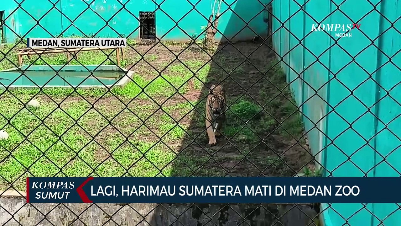 Mati Lagi, Total 5 Harimau Koleksi Medan Zoo Mati dalam 4 Bulan