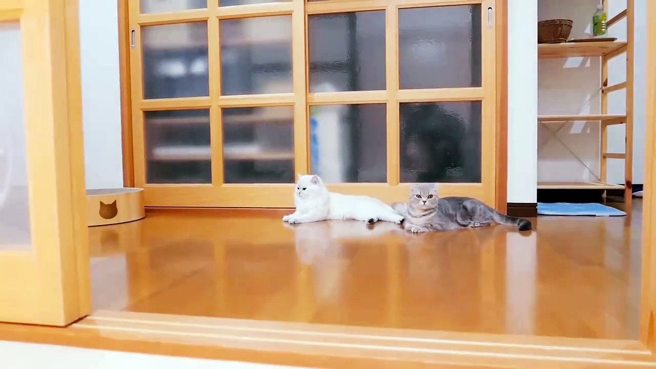 The kitten approaching the daddy part 3