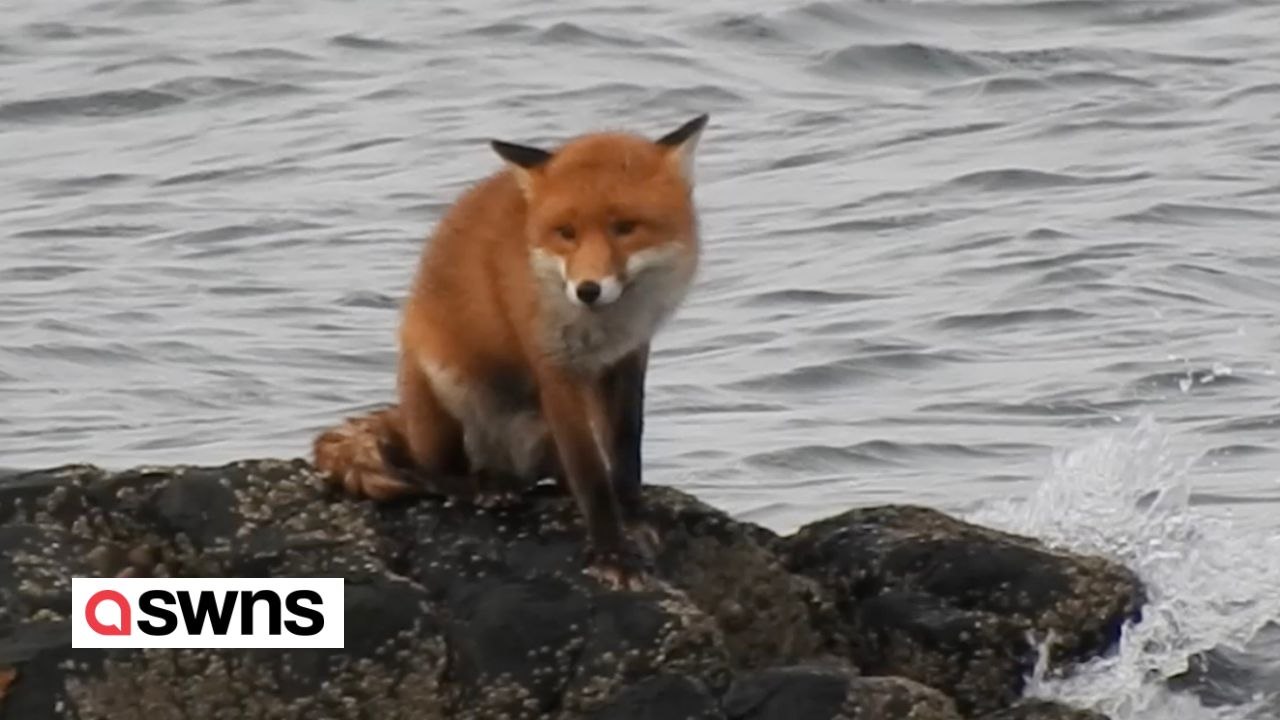 Fuchs schwimmt 300m bis ans trockene Land, nachdem er von der Flut abgeschnitten wurde