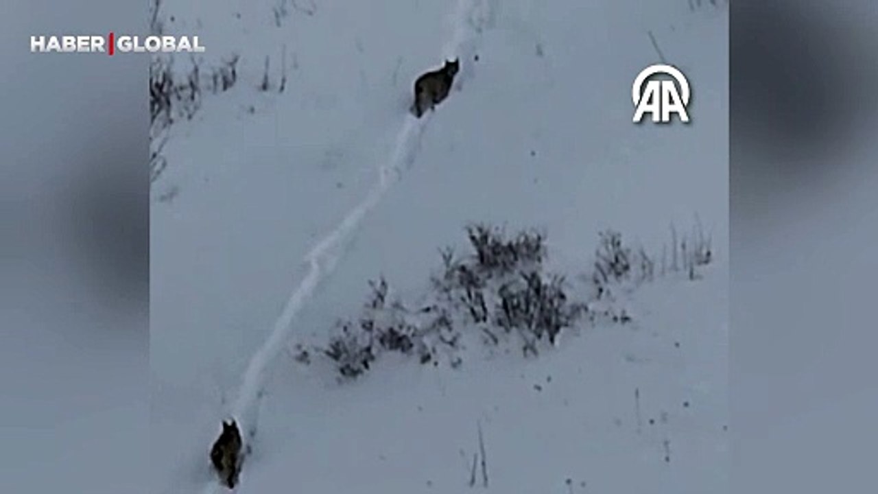Ardahan'da karlı arazide ortaya çıkan ormanın hayaleti şaşkınlık yarattı!