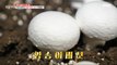 [HOT] Button mushrooms, a crop that grows fast and harvests twice a day, 생방송 오늘 저녁 240219