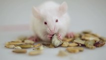 Was ist der Unterschied zwischen einer Ratte und einer Maus?