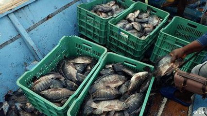 Can aquaculture transform fish farming in East Africa?