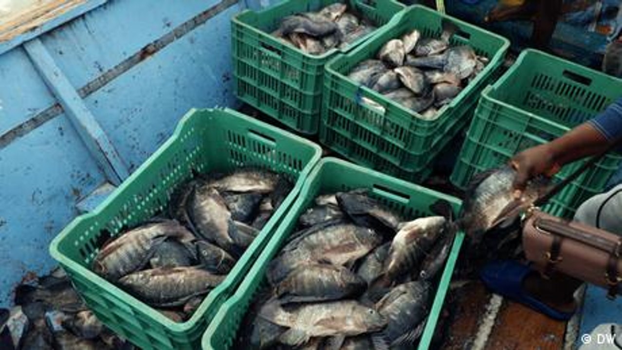 Can aquaculture transform fish farming in East Africa?
