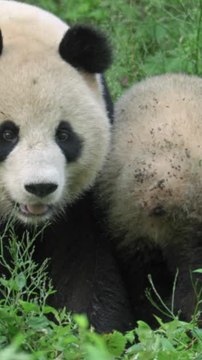 ECTLS - Les carottes rendent-elles vraiment aimable ?
