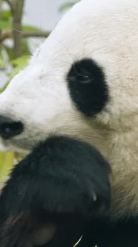 ECTLS - Pourquoi les pandas ont-ils des tâches noires ?