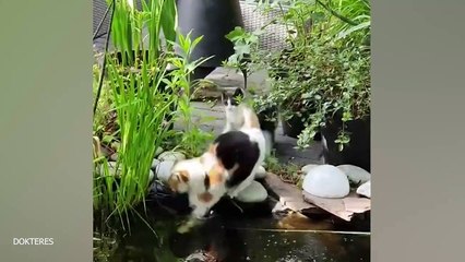 Funny Dogs And Cats Videos 2024  Best Funniest Animal Videos Of The Week