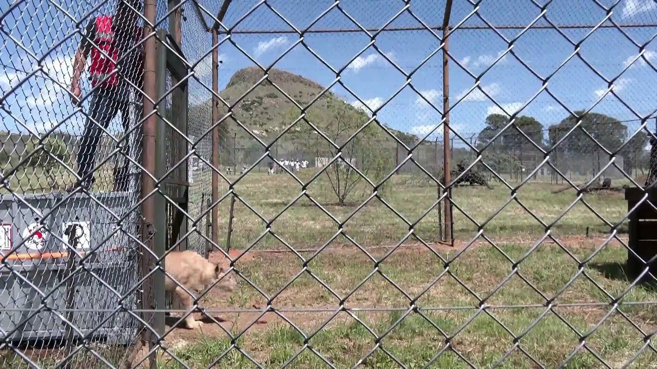 Lions rescued from Sudan find new home in South Africa