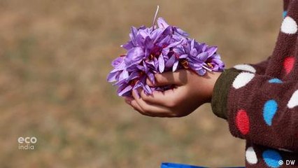 Safeguarding the future of saffron production