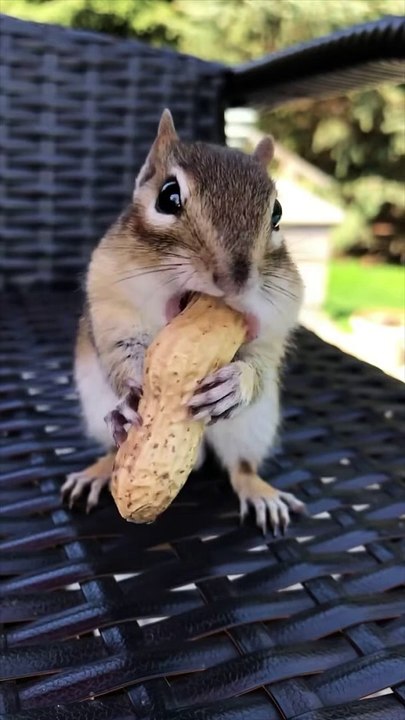 SO beautiful chipmunks