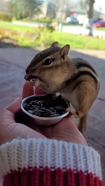 Charlie the chipmunks