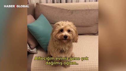 Ev işlerine yardım eden cins köpek herkesi şaşırttı: Her şeyi düzeltti