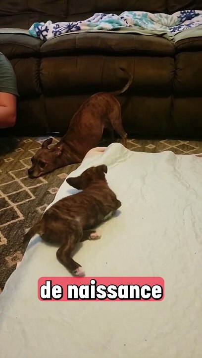 Ces deux chiens sont vraiment trop mignons !