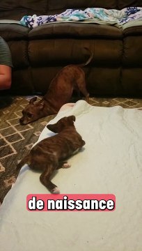 Ces deux chiens sont vraiment trop mignons !