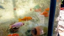 Aquatic Rhythms: A Mesmerizing Fish Dance to Music