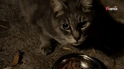 Un chat invite un inconnu à partager son repas tous les soirs : leur rituel émeut 120 000 personnes (vidéo)