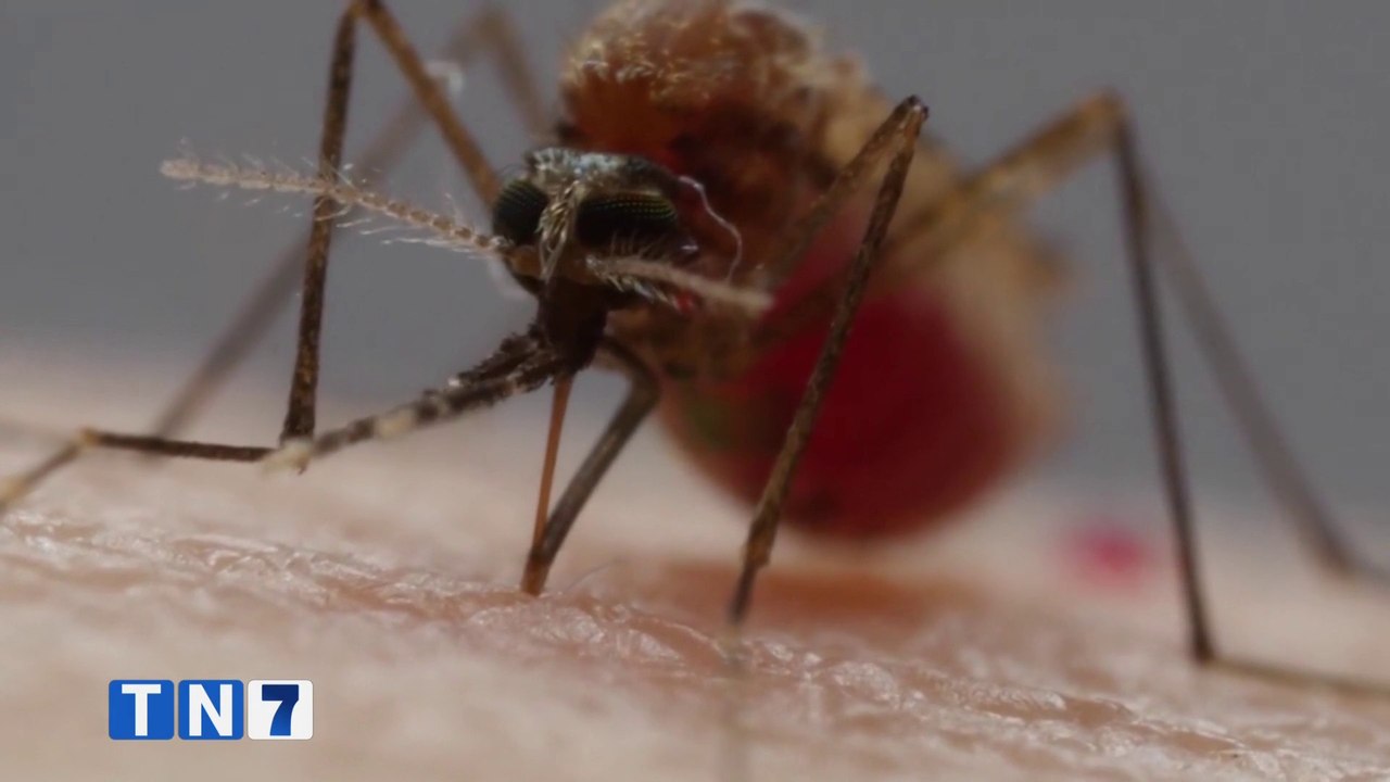 tn7-salud-anuncia-medidas-para-combatir-incremento-en-casos-de-dengue-190224