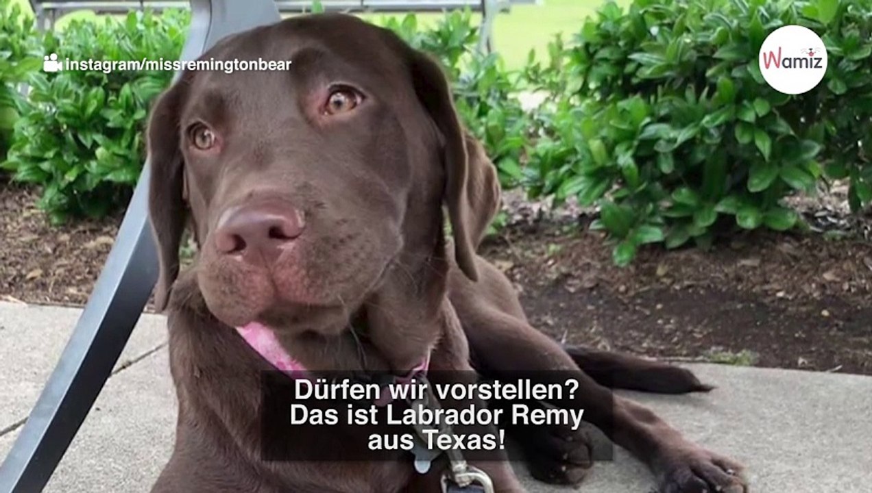 Kleiner Labrador spielt Jenga: Auf der Party flippen deshalb alle aus (Video)