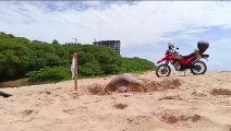 Tartaruga-de-pente na Praia de Jacarecica, em Maceió