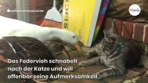 Eine Gans provoziert die Katze und muss mit den Folgen leben (Video)