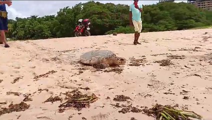 Biota registra desova de tartaruga na Praia de Jacarecica