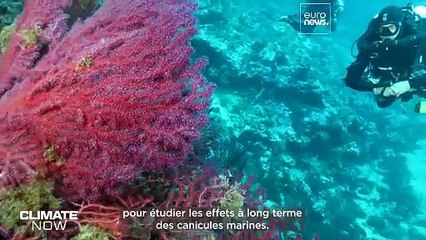 Quels sont les effets à long terme des vagues de chaleur marine ?